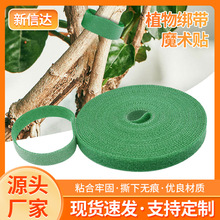 ֲ��ħ�g�N�����p����ճ�@�־Gֲ���٘�֦�̶���������ħ�g�N����