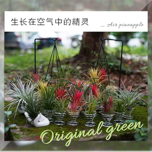 Базовый прямой волосы декоративный воздушный ананас без почвы Lazy Plant Plower Room хорош для очистки и очистки воздушных чистых красных растений