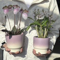 北欧シンプルロマンチック紫花盆グラデーション室内胡蝶蘭小衆緑植カフェシンプル花屋盆器