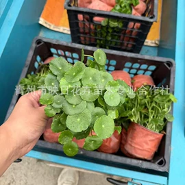宿根花卉;盆栽;一二年生花卉