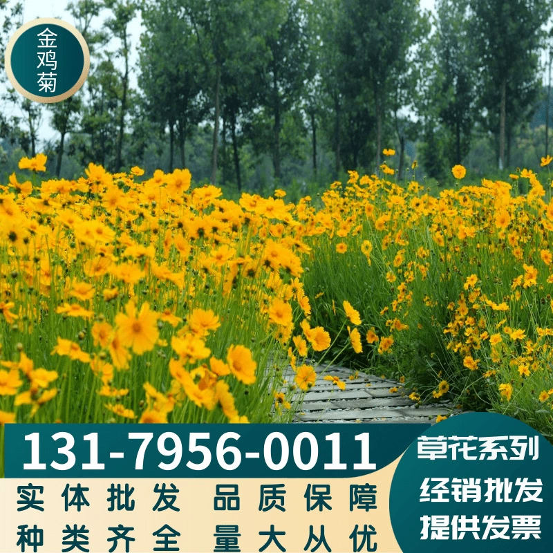 Травянистые цветы большой цветок Кореопсис китайский семенные декоративные цветы балконные цветы Цветы полный сорт Большой выгодно