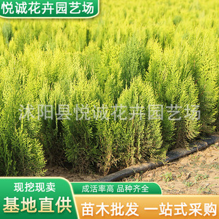 Golden Cypress Seedlings for Engineering Greening, Color Block Hedges, Roadside Embellishments, Shrubs for All-Season Planting, Potted Golden Cypress Seedlings