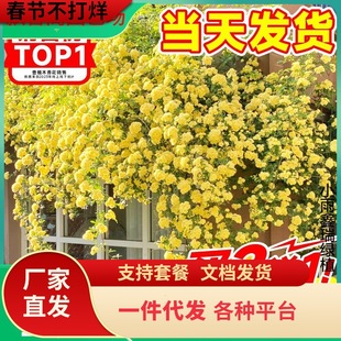 һ�����l�Sľ�㻨������ֲ�ﻨ���ذ��ľ������Nޱ�̨ͥԺ�ļ�