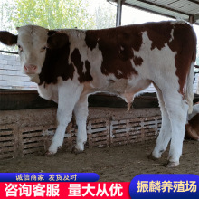 养殖改良西门塔尔肉牛犊 鲁西黄牛牛犊耗牛一斤