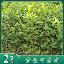 ���S��ײ��硿�²��������l�����G���S��ϵ����ϵ�����Դ�^�a��