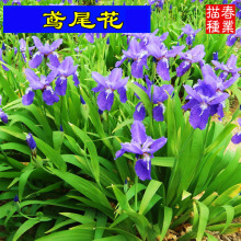 基地批发蓝花鸢尾苗庭院别墅花园植物盆栽蝴蝶兰马兰花苗草本花卉