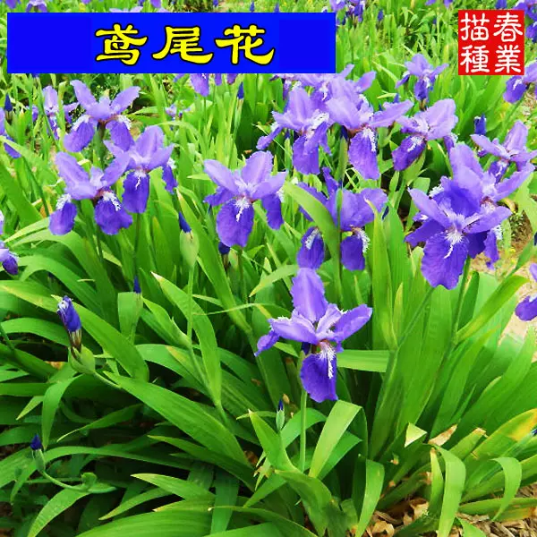 基地批发蓝花鸢尾苗庭院别墅花园植物盆栽蝴蝶兰马兰花苗草本花卉