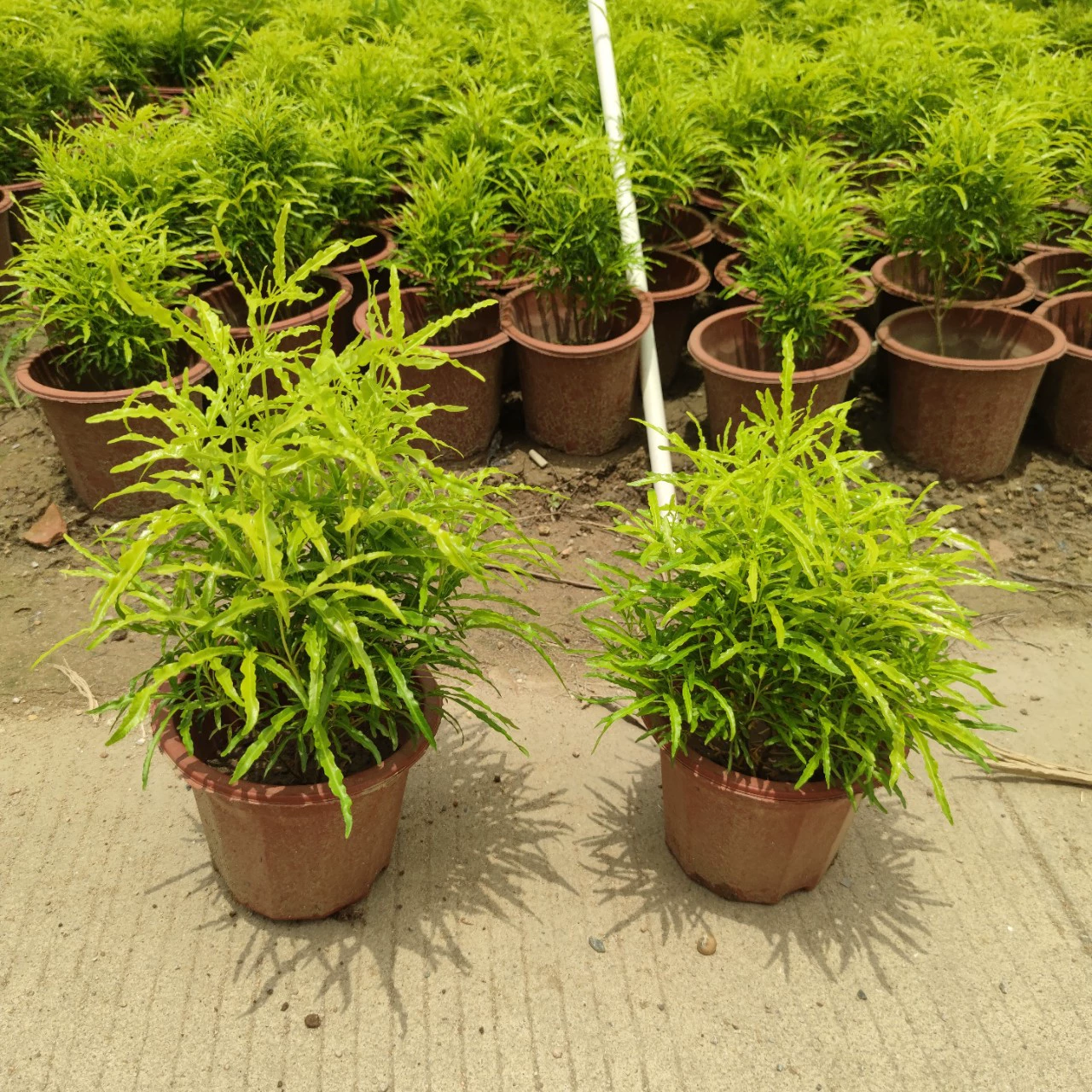 2306 питомник на базе 30-50 см горшечных растений фикуса с куриными когтями