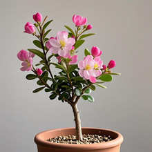 �������ԭ������l؛ �ͺ��͟��̨���� ����ֱ����Ʒ�U������