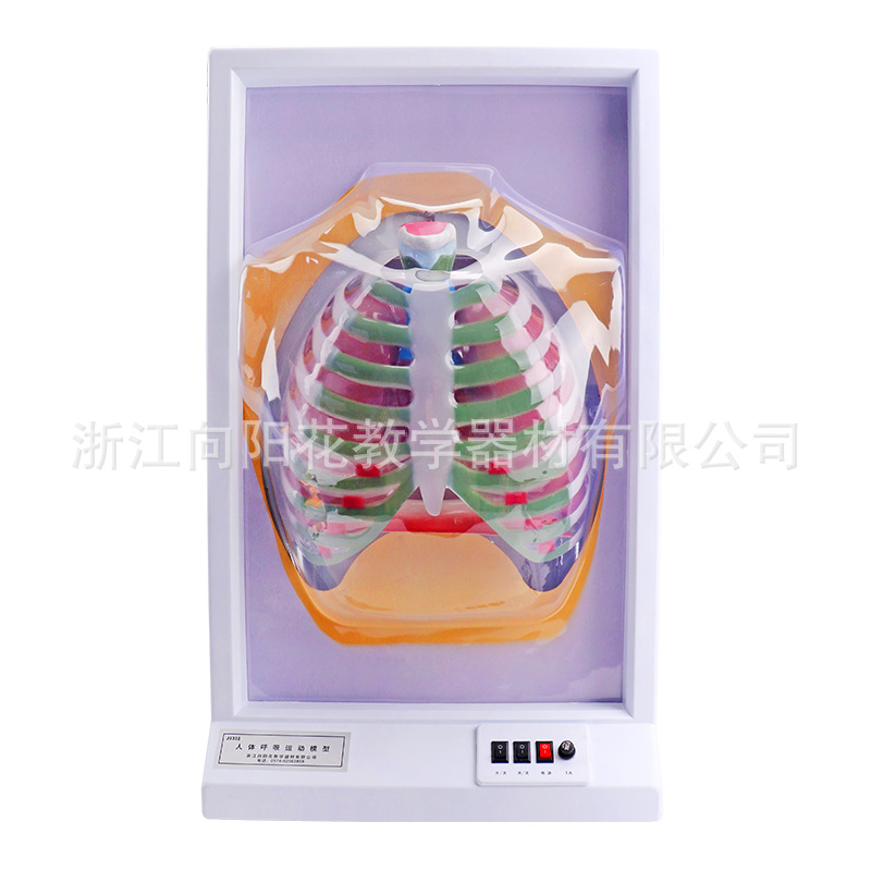 厂家直销3332 人体呼吸运动模型肺呼吸模型电动式 生物教学模型