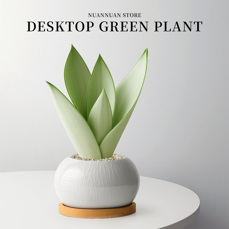 White Jade Tiger Skin Orchid Green Plant in a Small Flower Pot, a Rare and Precious Variety, Suitable for Office Desks and Living Rooms, Easy to Care for and of High Quality White Jade Tiger Skin Orchid Green Plant in a Small Flower Pot, a Rare and Precious Variety, Suitable for Office Desks and Living Rooms, Easy to Care for and of High Quality