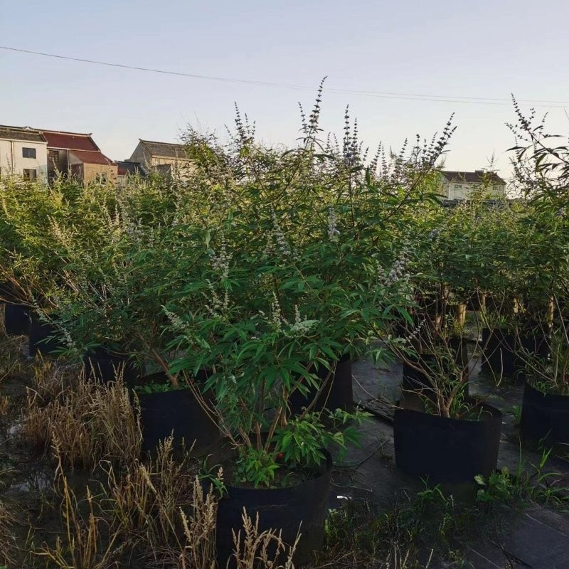 穗花牡荆 (4).jpg