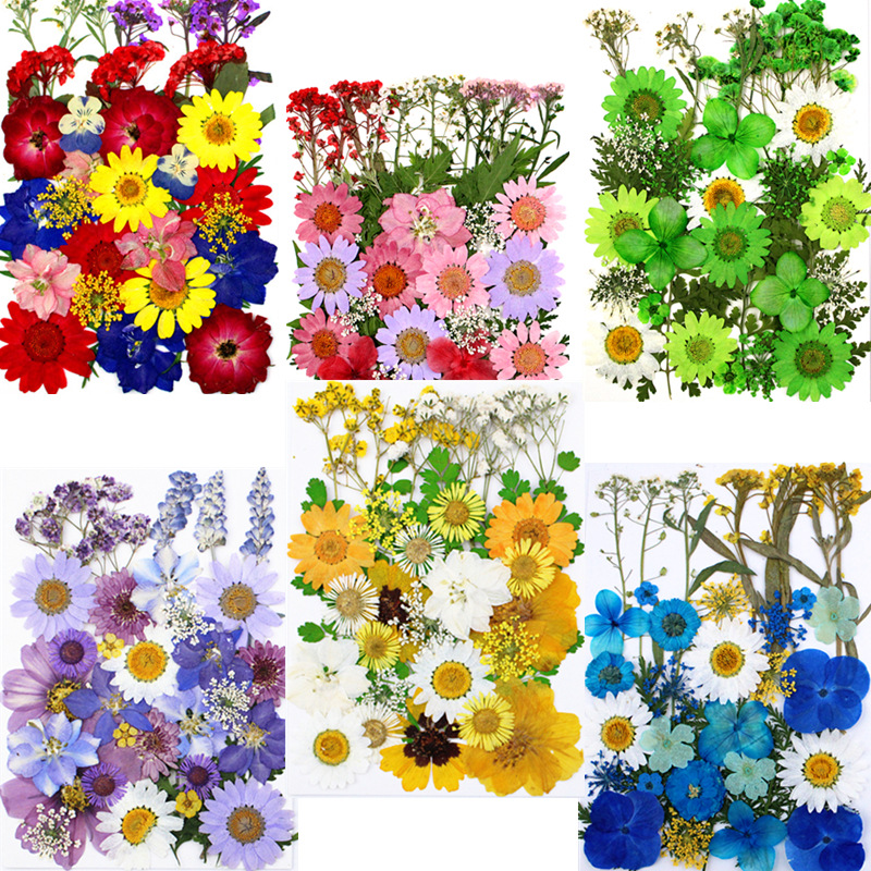 Paquete de material de estampado de flores secas Paquete de combinación de flores presionadas Flor real Hoja de espécimen pegatinas