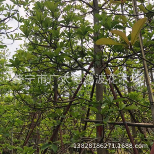 �V�|�Ռ��G������ľ��ֲ����~��Ӣ�Lâ��Ӣ��ľ5-15���ִ��b��ľ