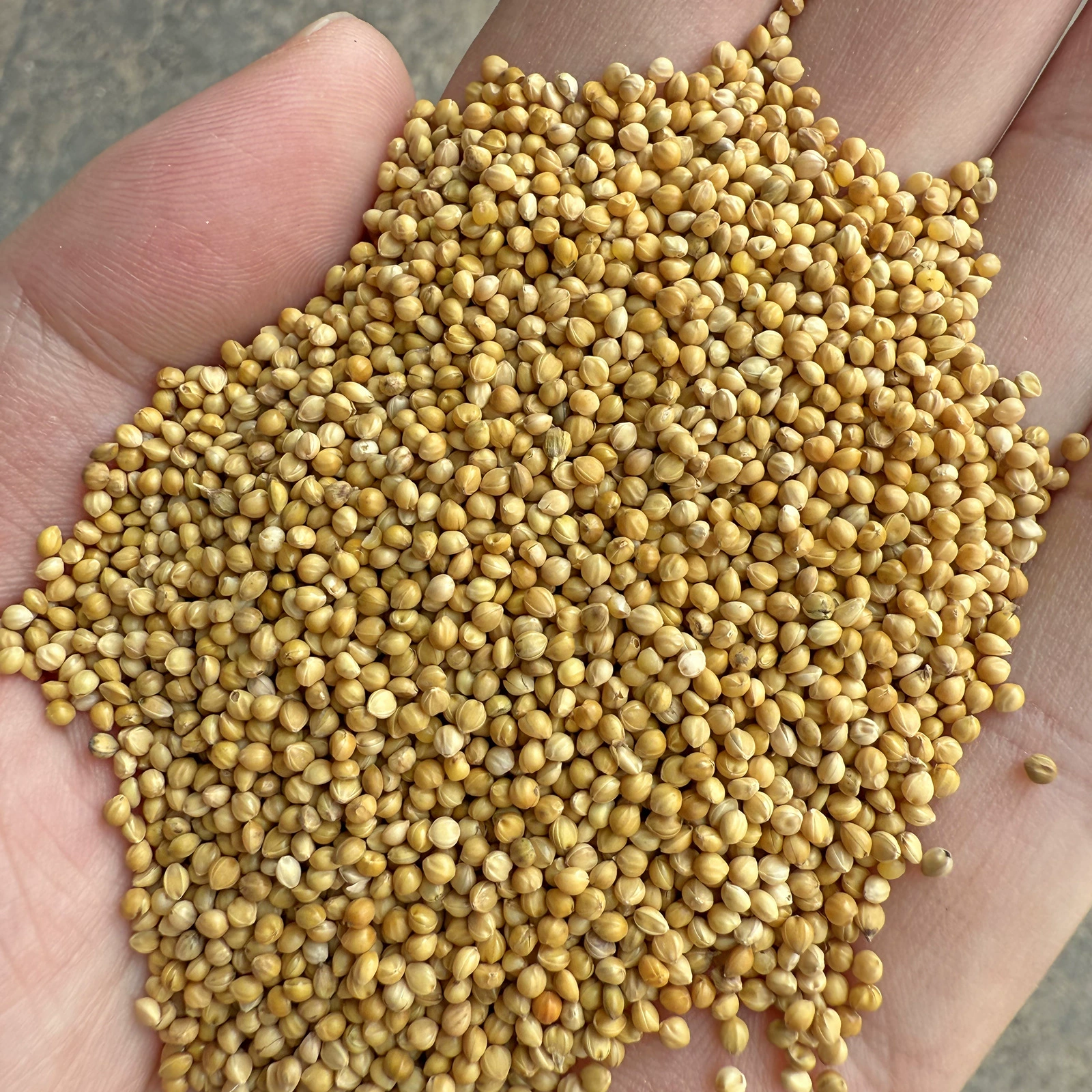 Новый желтый просо с оболочкой