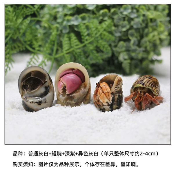 Mini (gray white + short wrist + dark purple + colorful gray white) 4 pieces [2-4cm]