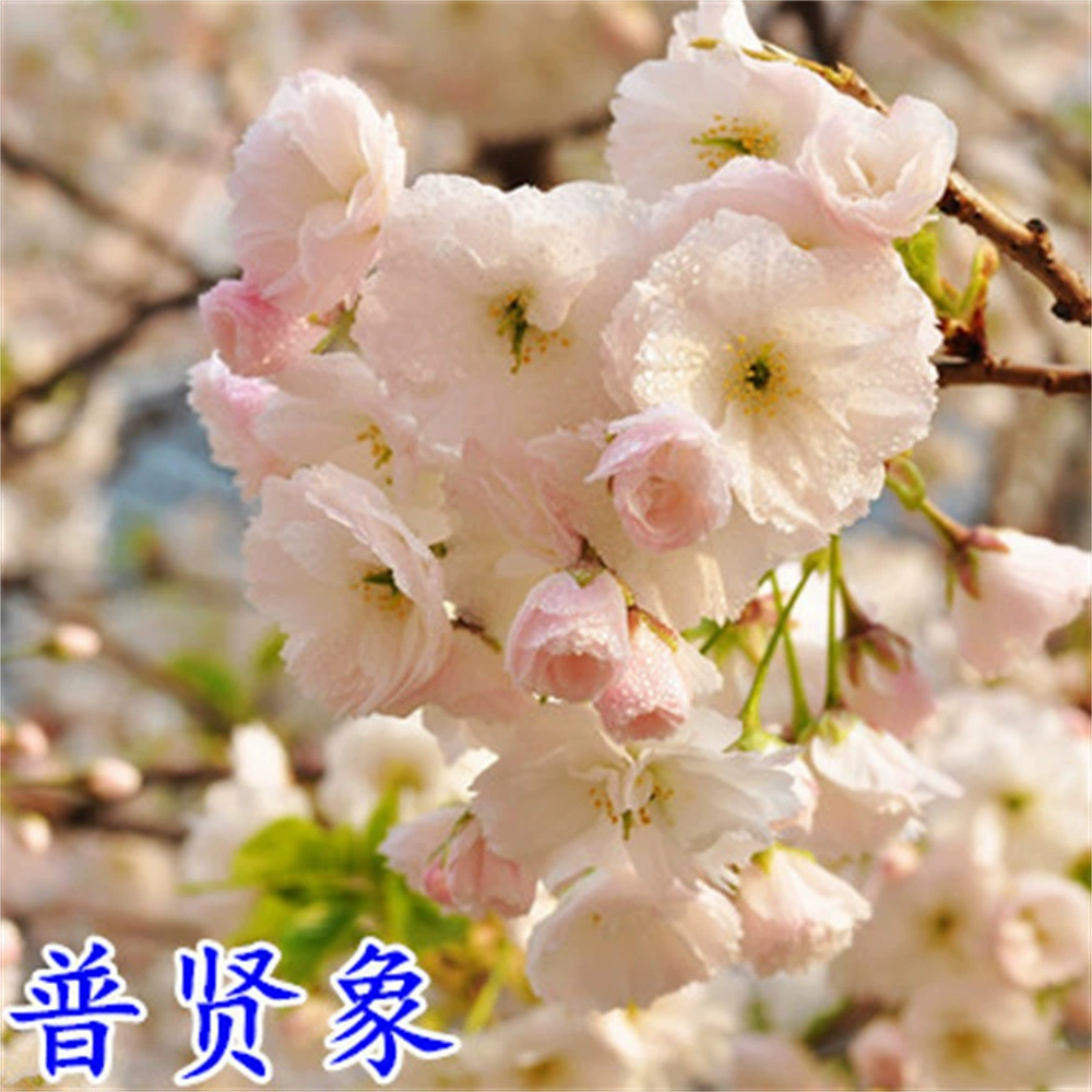 Высокий саженец вишневого цвета в горшке саженец вишневого цвета Япония Прививка вишневого цвета Вилла во дворе Озеленение больших ландшафтных деревьев