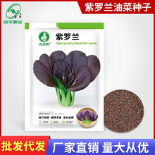紫罗兰种子 紫色小油菜种籽紫青菜种孑春秋耐热蔬菜种籽厂家批发