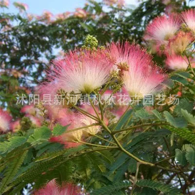 Семена лесных деревьев Семена акации Семена бархатных деревьев Озеленение Семена сафлора Акация Leucaena Новые семена