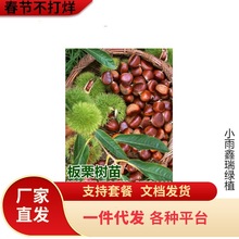 一件代发嫁接板栗苗果树苗大红袍油栗子苗当年结果南方北方种植板