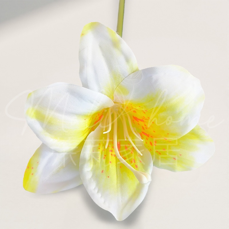금송화-단일 가지 Hemerocallis
