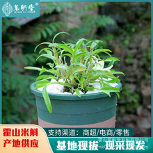 霍山米斛盆栽太平畈基地直发 米斛绿植室内可种可吃石斛花卉