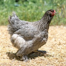现货出售婆罗门鸡青年鸡成年种鸡 鸡苗批发活体婆罗门鸡养殖技术
