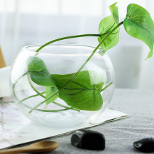 植物草绿容器水透明铜钱富贵竹鱼缸富贵萝玻璃水养鱼玻璃器皿培植