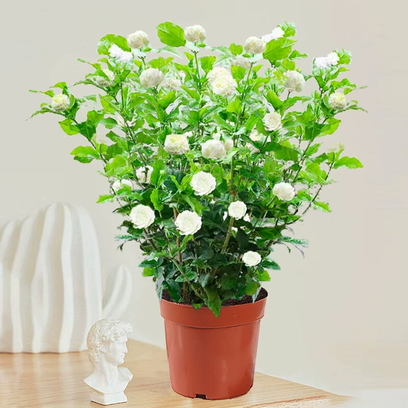 Голова тигра, рассада жасмина в горшке, в помещении, в гостиной, с двойным лепестком, старый стебель, ароматная гардения и цитрусовый аурант, цветущее растение четырех сезонов.