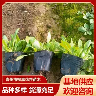 蓝花鼠尾草小区庭院公园绿化地被鼠尾草 林荫鼠尾草