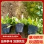 小区庭院绿化公园鼠尾草