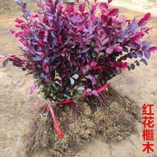 绿篱色块小苗红花继木苗红桎木红花继木球庭院绿化行道装饰植物