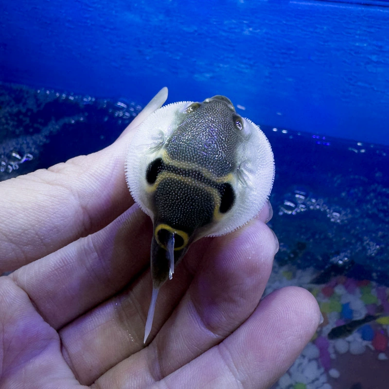Doll, acrylic zebra, submarine, diving