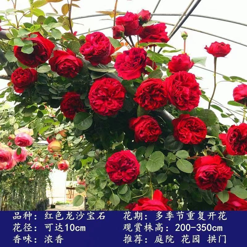 Flores de gran pila de rosas de rosa de temporada vieja, plantas de patio fragrantes, flores de balcón, flores de flores de rosa de rosa en todas las estaciones image 16