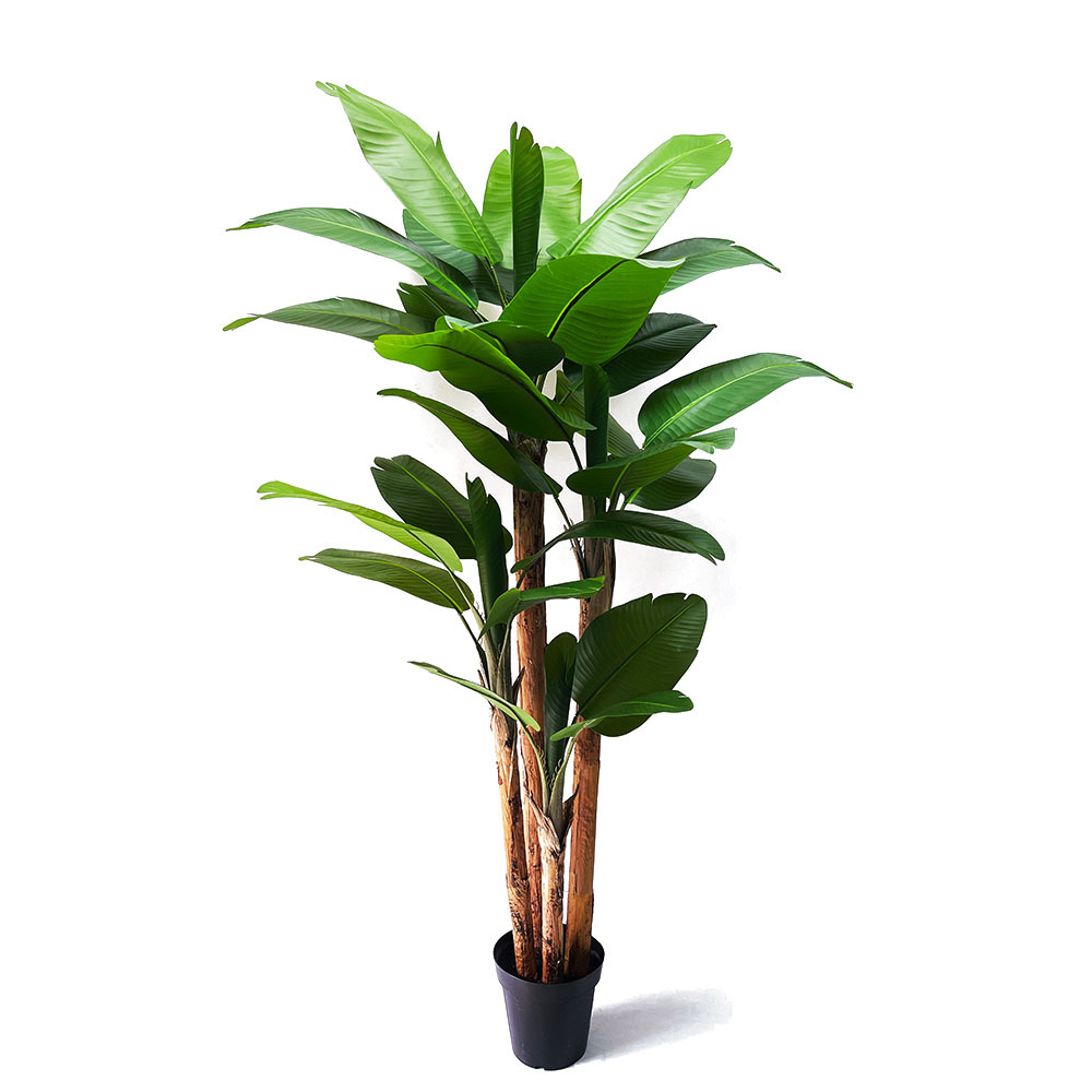 Altura del producto 210CM 30 hojas + 9 pulgadas maceta de goma negra