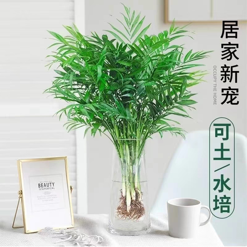 袖珍椰子盆栽散尾葵凤尾竹绿植室内客厅水土培植物吸某醛四季长青