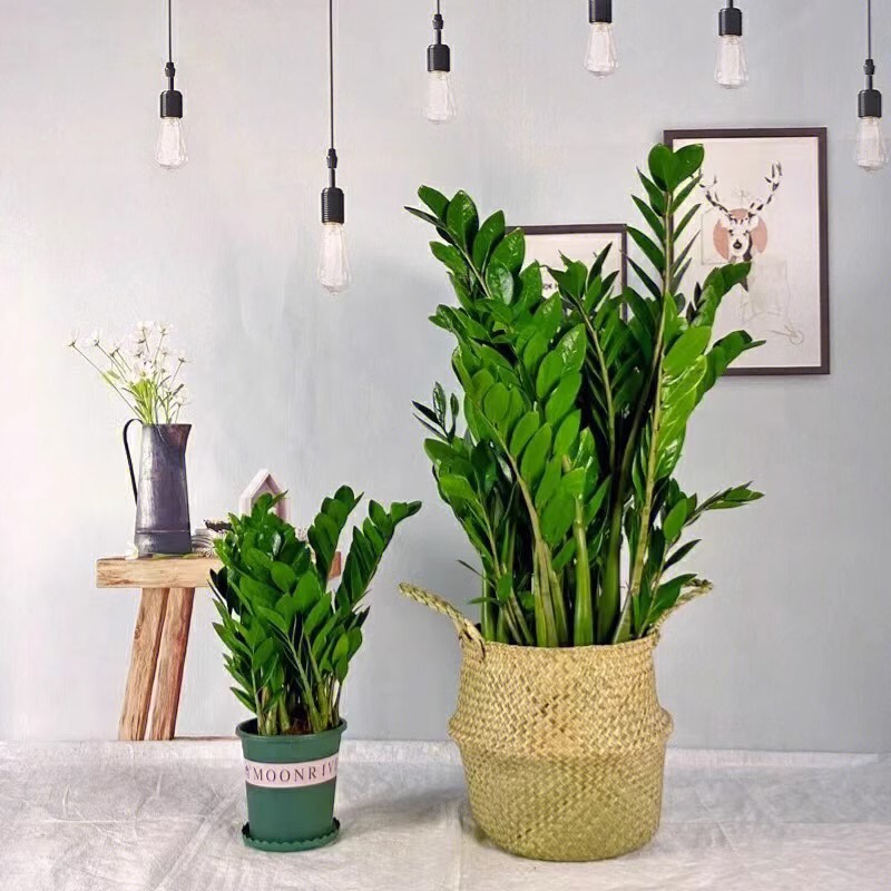 Money Tree Potted Plant Indoor Living Room Office Desktop Small Green Plant Money String Money Tree Evergreen All Year Round Money Tree Potted Plant Indoor Living Room Office Desktop Small Green Plant Money String Money Tree Evergreen All Year Round