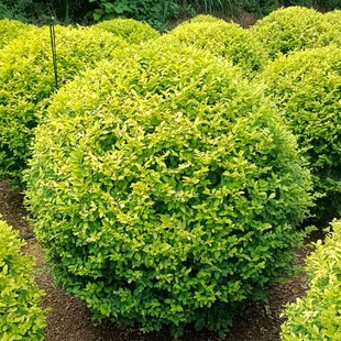 ���ع������~Ůؑ��  ���Ůؑ�� �G����������r�񌍻�