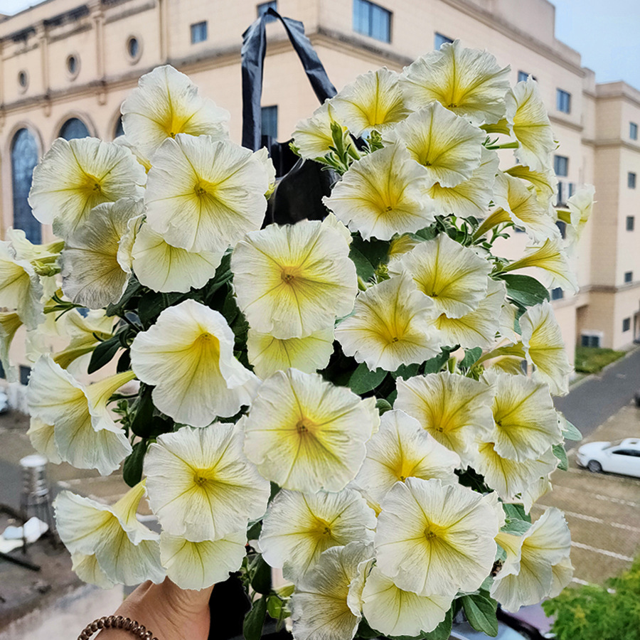 室内室外垂直种植蔬菜香草花卉加厚植物草莓种植提手育苗袋定制