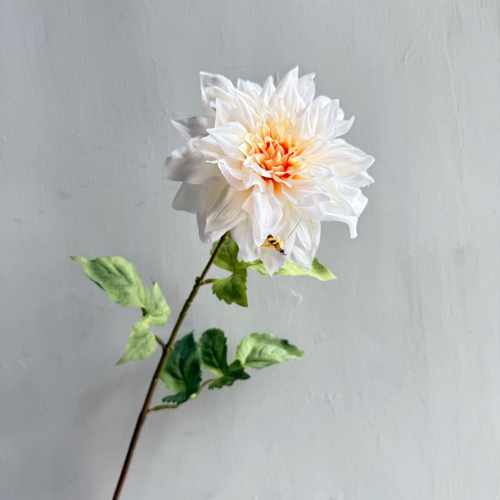 라이트 샴페인 009