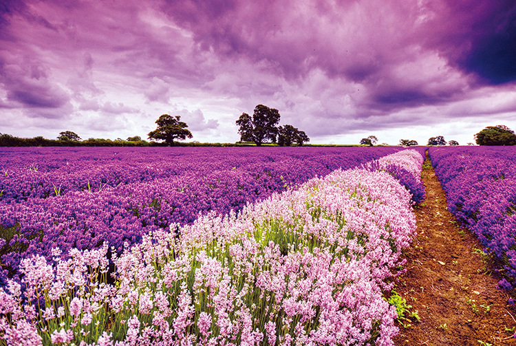 Adultos 1000 unidades pintura de fama mundial Van Gogh cielo estrellado juventud papel educativo rompecabezas descompresión juguete suministro directo fábrica