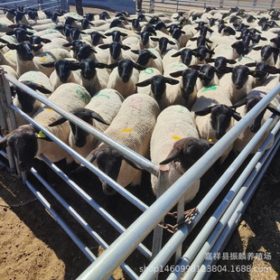 �I50ֻ�_���ˑ���ĸ���_����С��������г���