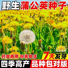 ʳ���ѹ�Ӣ�N��Ұ�˷N�������Ŷ������׻�N�̨�����߲�