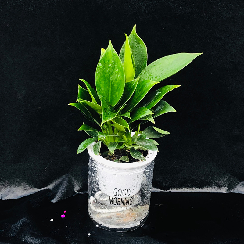 Oficina de árboles ricos para cultivar pequeñas plantas verdes en maceta, flores de arroz, plantas de mesa hidropónicas de orquídea de tigre image 12