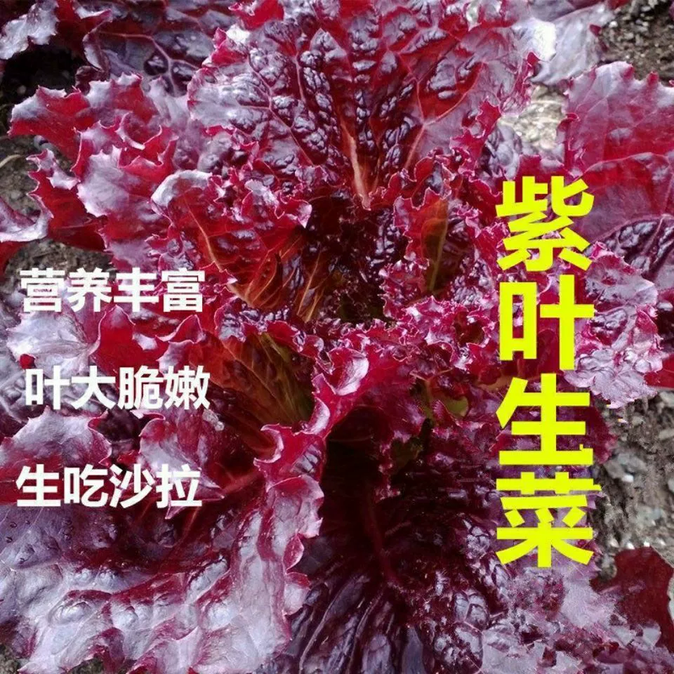 Фиолетовый лист Семена Салата органические салат семена овощей Four Seasons посадка холодная жаропрочная двор полевые семена овощных культур Рапс