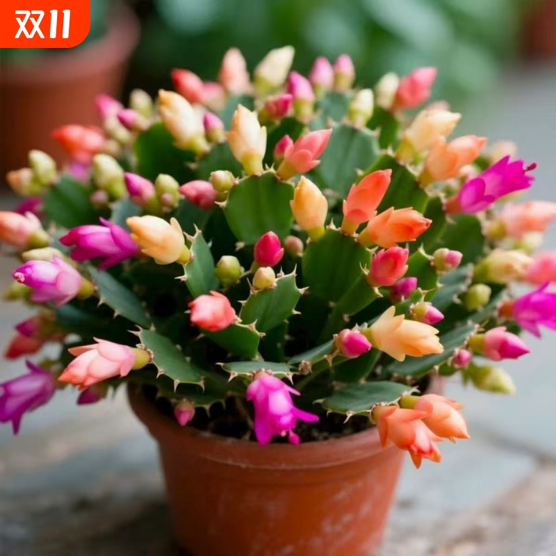 Potted Crassula Ovata with Buds, Multi-Colored Flower Seedlings, Large Seedlings, Living Florals, Blooming in the Living Room