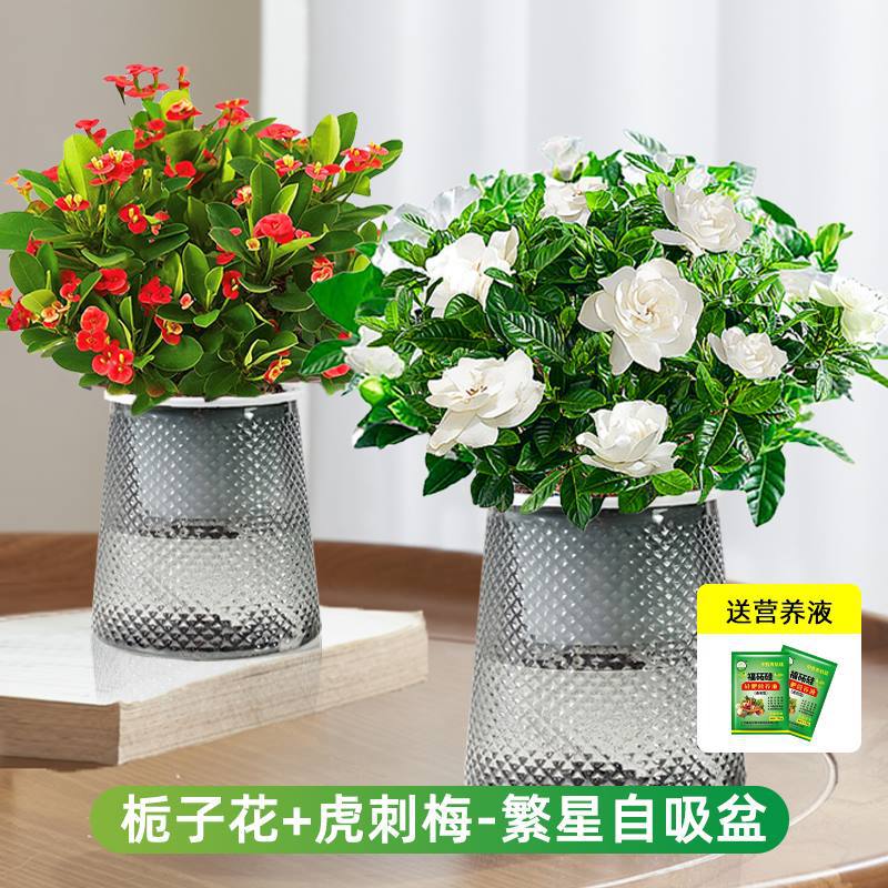 [꽃조합] 치자나무 + 호랑이가시매화(별화분) + 영양액