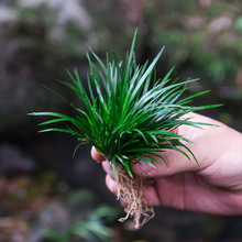 ���Bˮ�������B���辰��ɽ��ʯˮꑸ��쾰�Gֲ�҃�΢���^ˮ��ֲ��