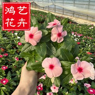 Periwinkle, Daily Flowering Seedlings, Landscape Flower Sea Planting Base Wholesale, Four-Season Flowering Potted Seedlings