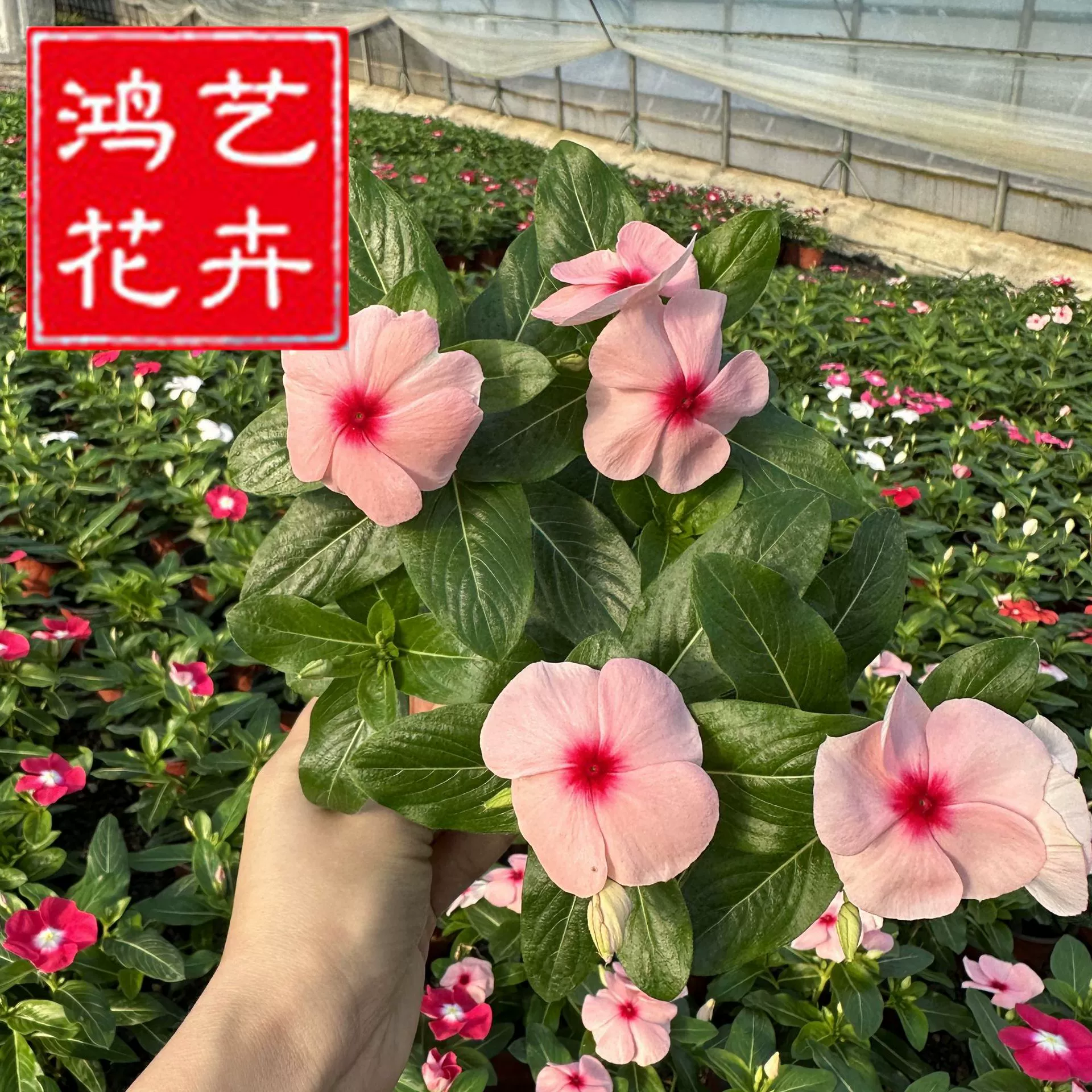 Первоклассные рассада, цветущая ежедневно, оптовая база для ландшафтного посадки цветов, четырехсезонные горшечные рассады